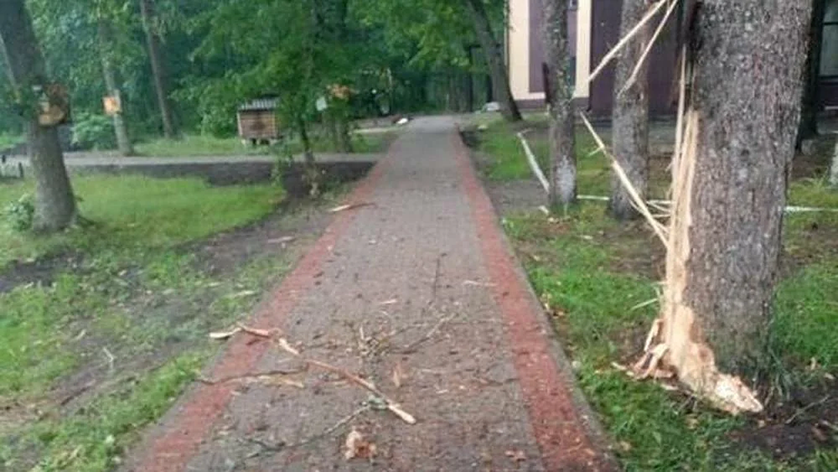 В Новой Москве полиция занялась делом о пропавшей с деревьев коре