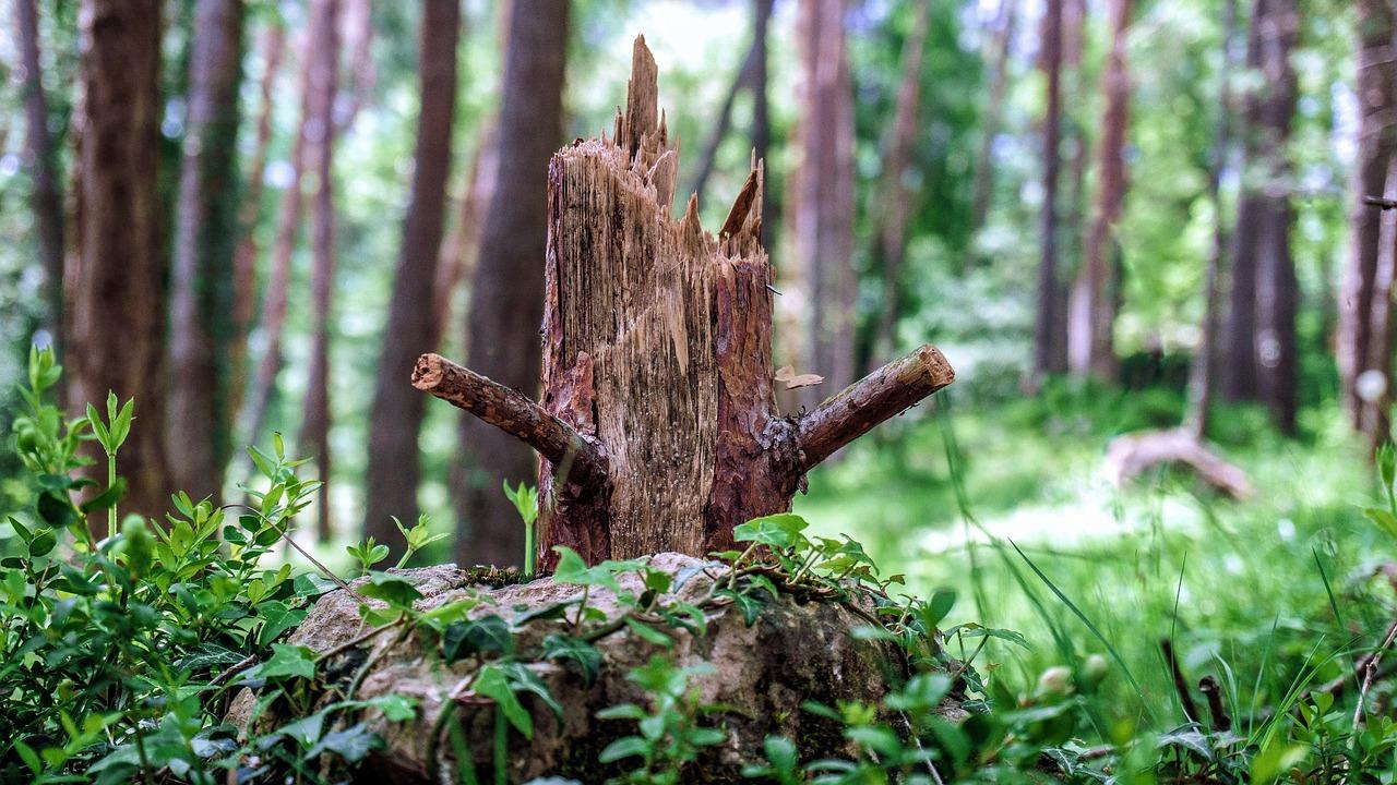В Новой Москве мужчину убило деревом во время заготовки дров для шашлыка