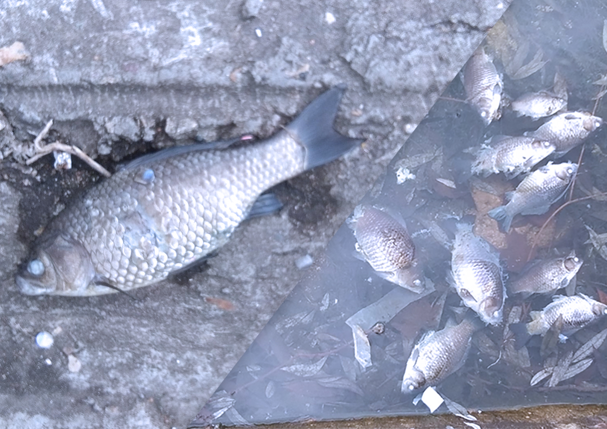 В пруду на юго-востоке Москвы массово погибла рыба
