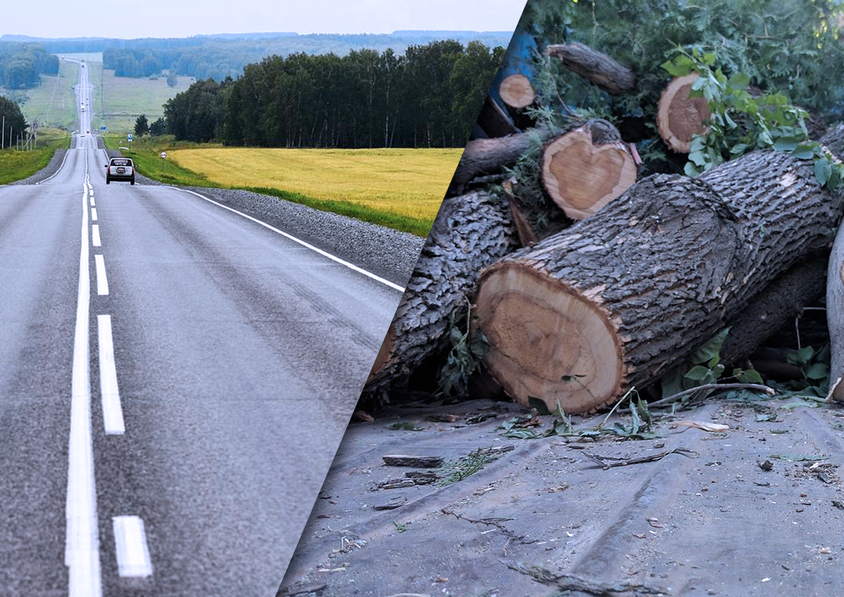 «Красота или безопасность»: автоэксперт оценила вырубку деревьев вдоль трасс ради снижения количества ДТП