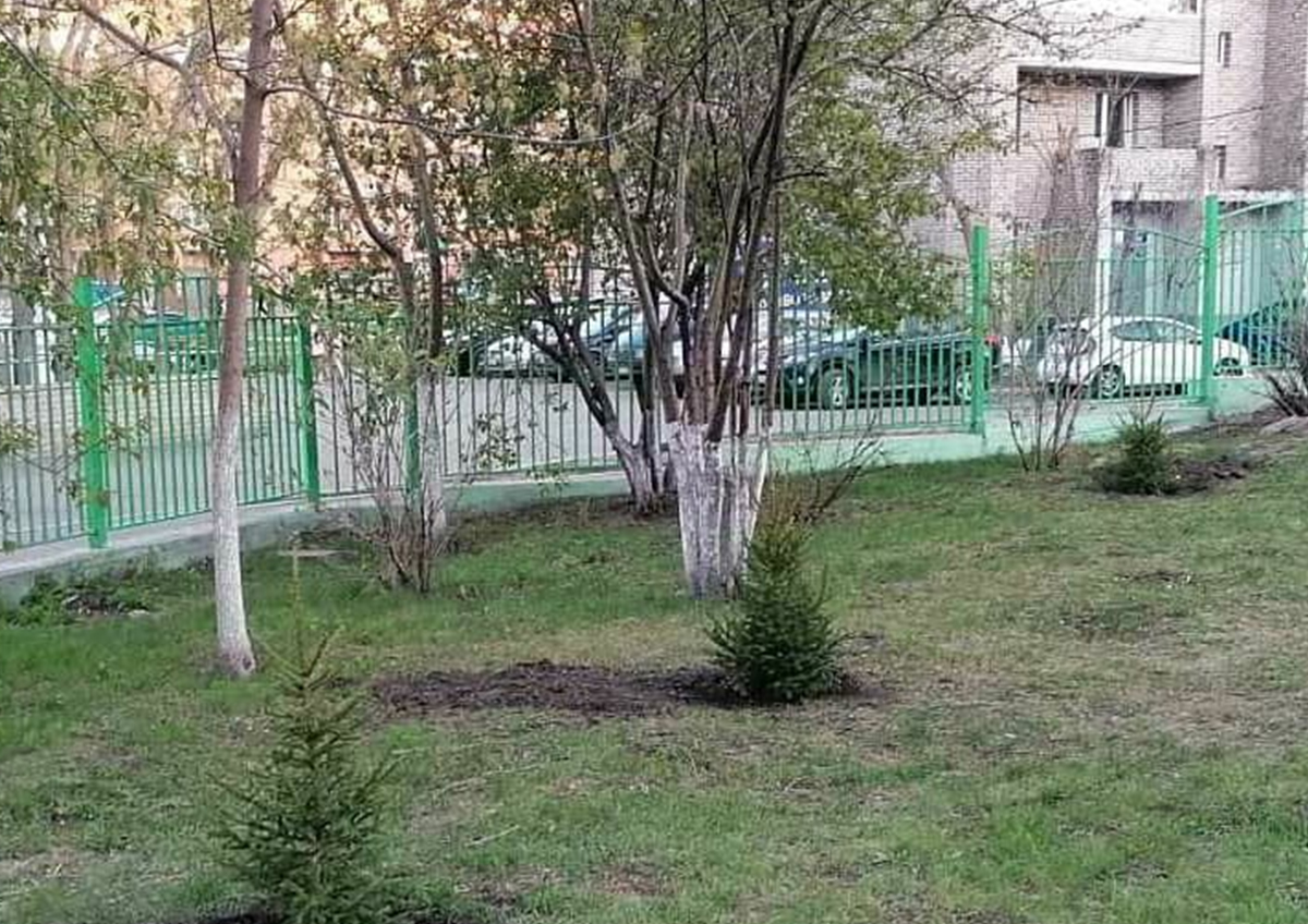 В городе Пересвете Московской области высадили фруктовые деревья