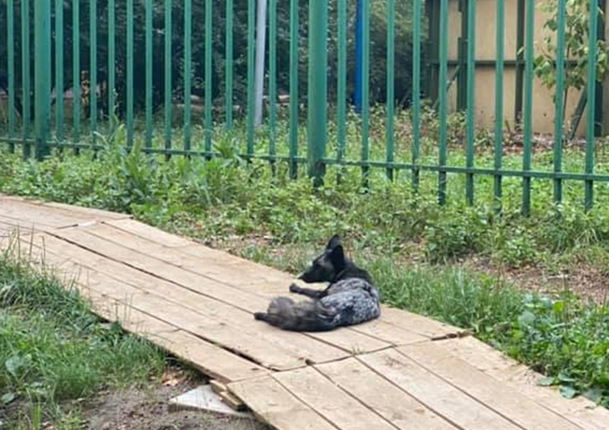Жители Сокольников сообщили о разгуливающей по району чернобурой лисе