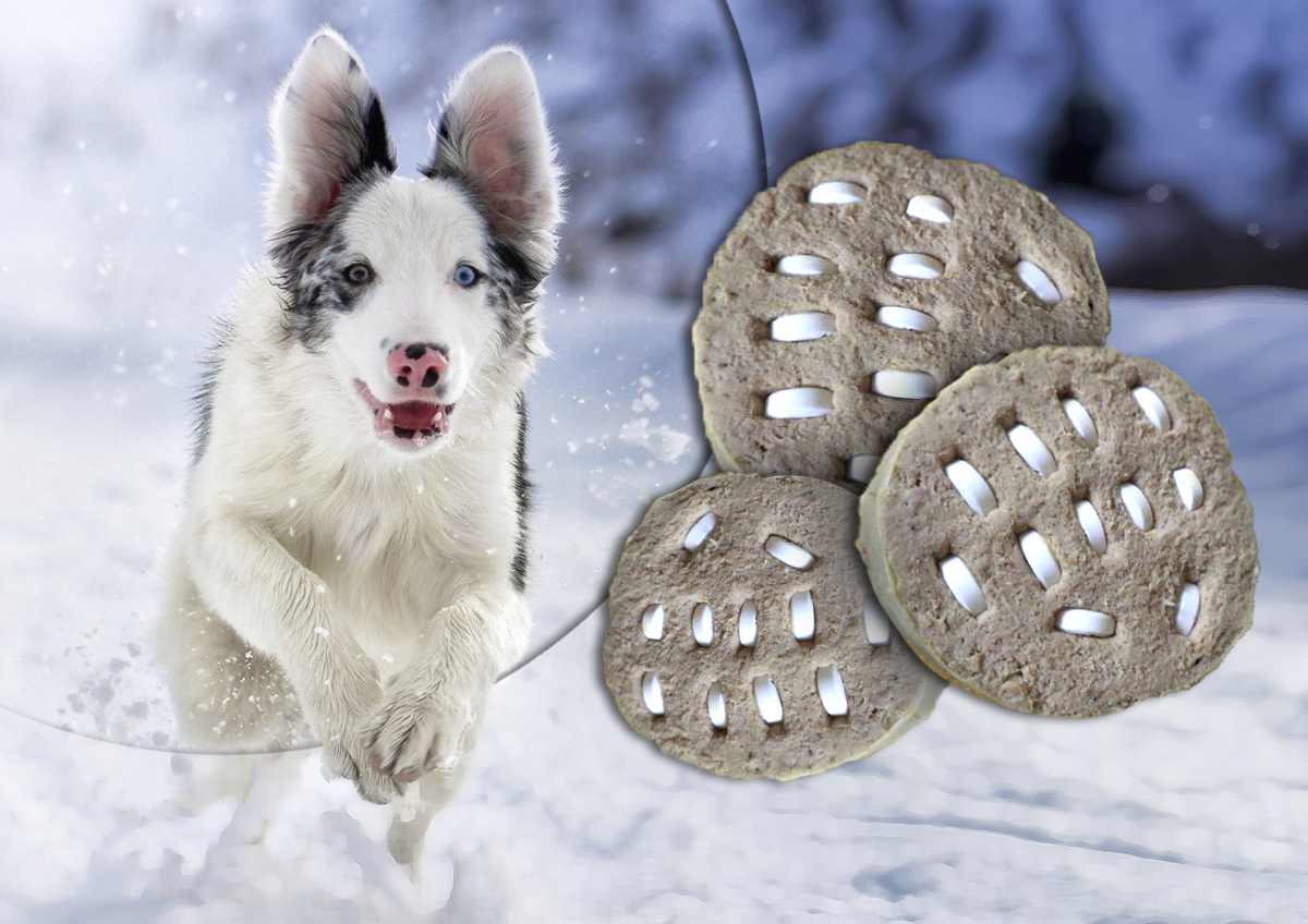 Представитель общества «АнтиДогхантер» рассказала, как защитить собак от отравления зимой
