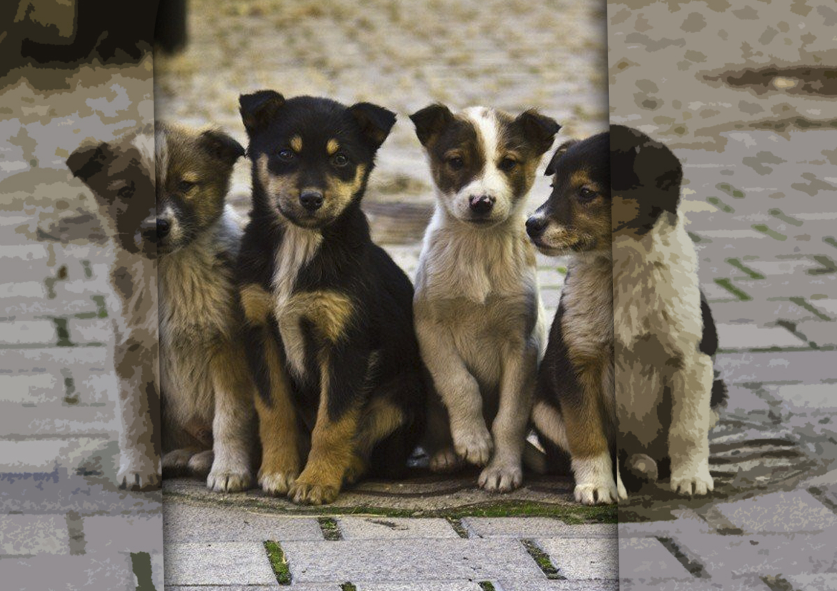 Спикер Госдумы предложил ввести ответственность для чиновников за ситуации с бездомными животными