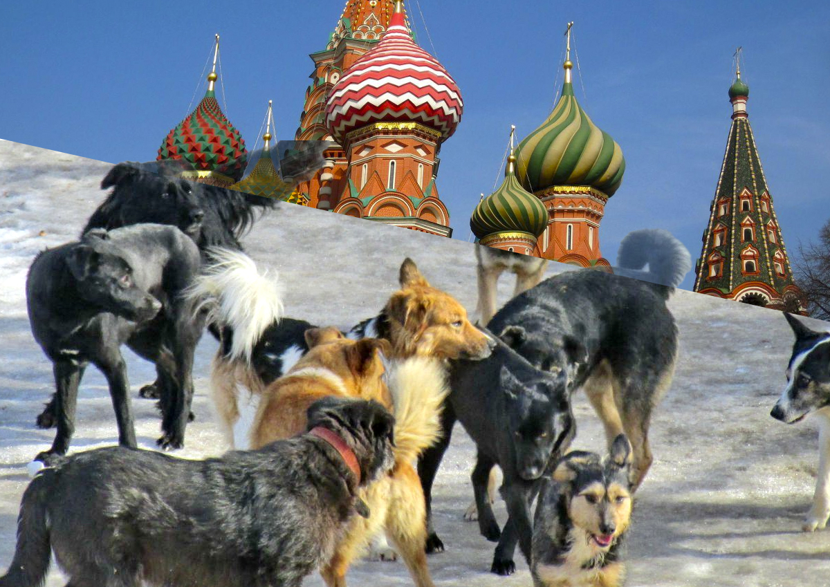 В Москве придумали способ контроля численности бездомных собак