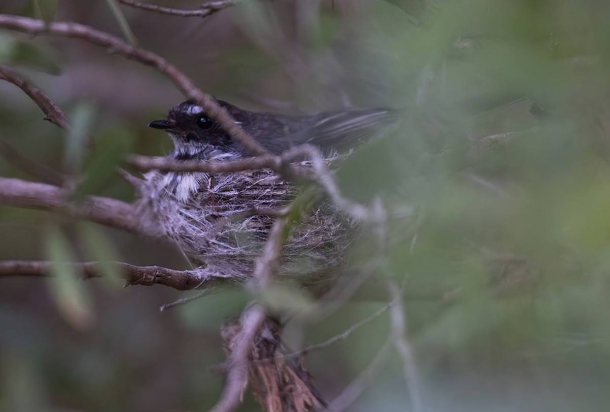 Как начало сезона гнездования повлияло на работы по благоустройству в Битцевском лесу