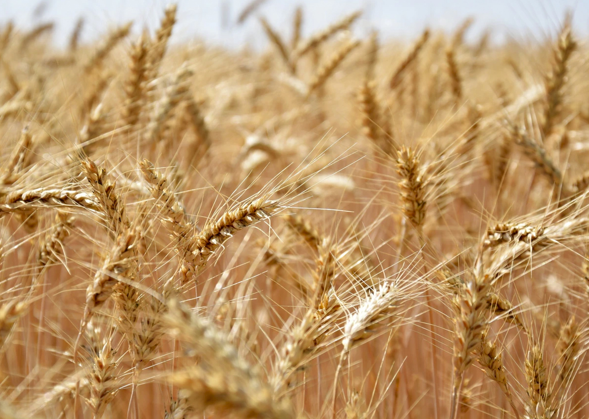В Российском зерновом союзе объяснили, почему плох для рынка рекордный урожай