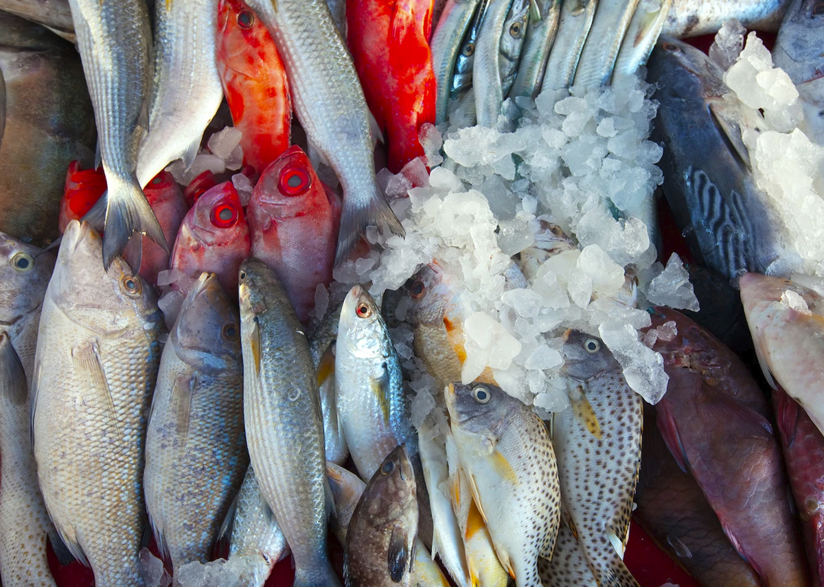 Как сохранить рыбу на рыбалке свежей? | Заволжье