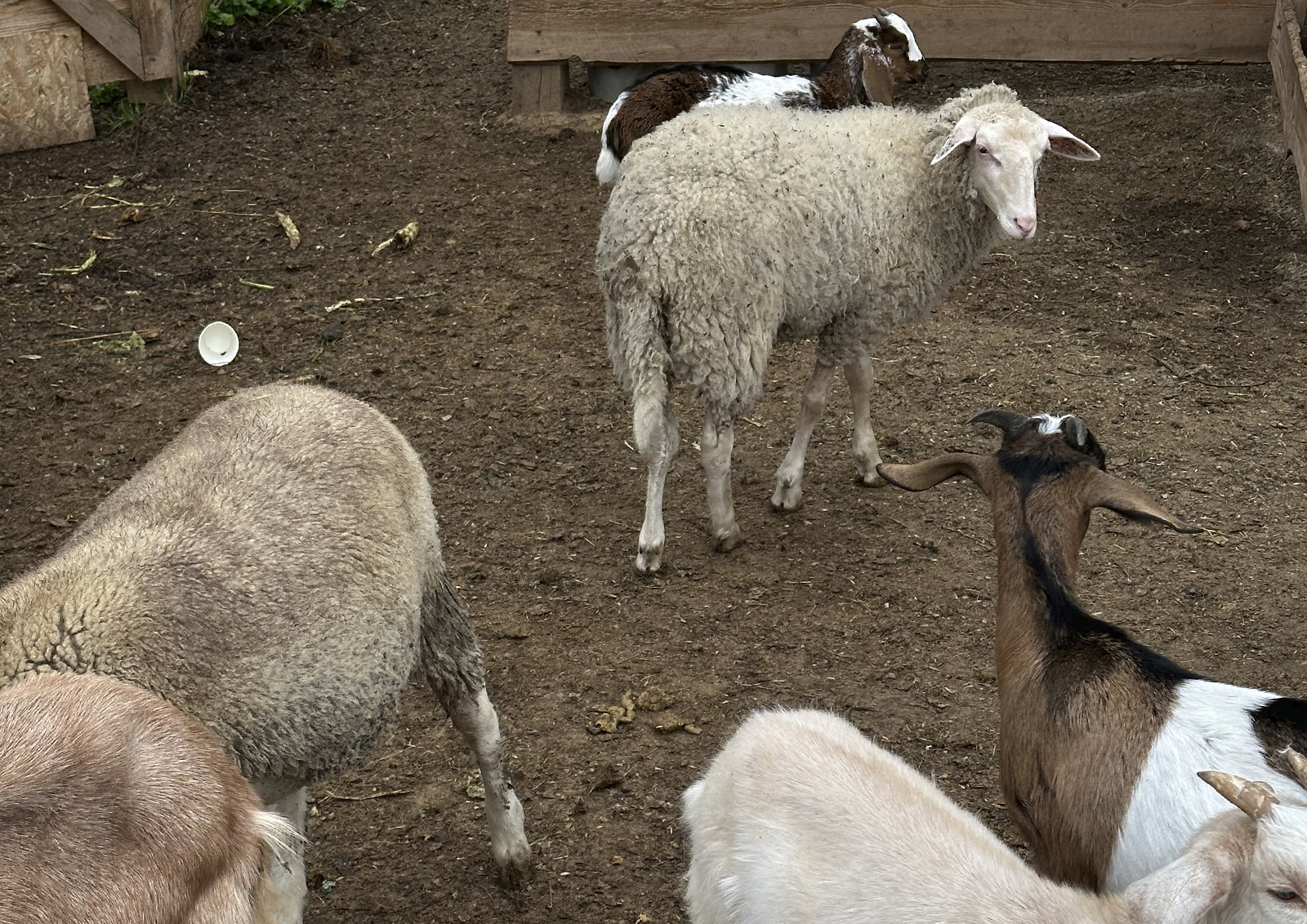 Счётная палата озаботилась сферой овцеводства: может ли Россия обеспечить себя качественной шерстью и мясом?