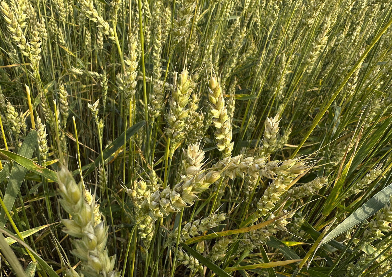В правительстве назвали сроки запрета на вывоз из России твёрдой пшеницы