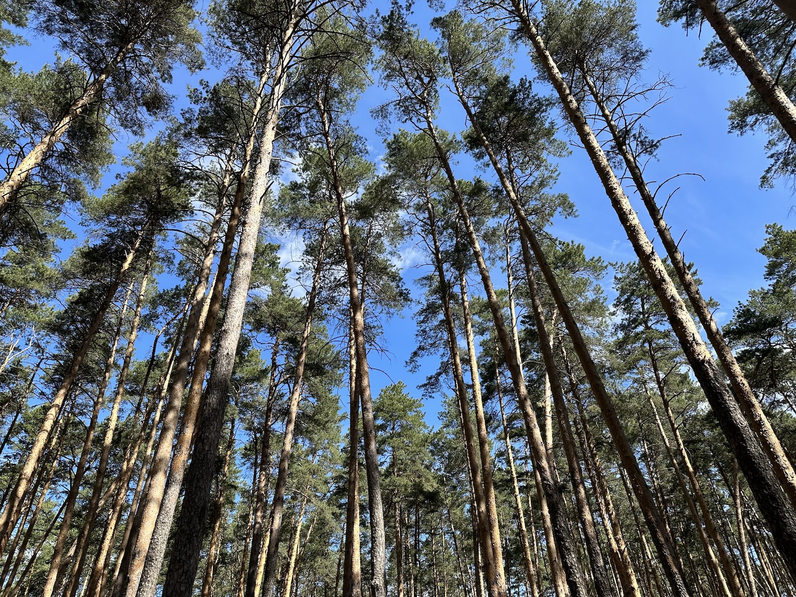 В Белоруссии могут начать использовать питомники для пополнения российских лесов