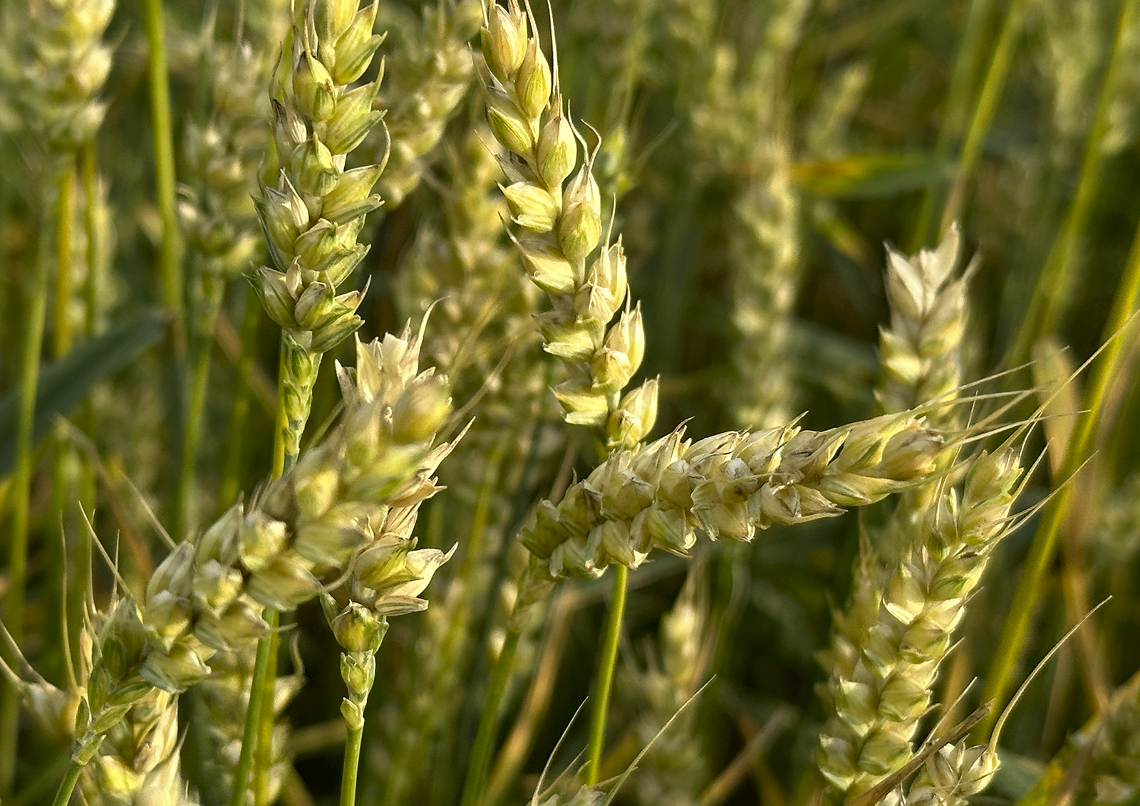 Что ожидает российский рынок пшеницы в этом году