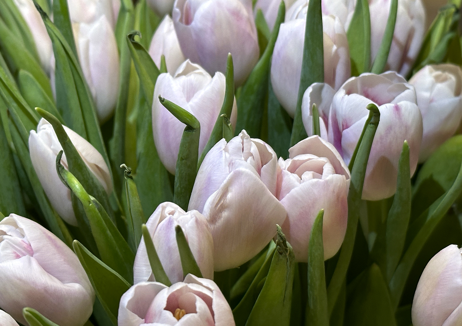В Национальной ассоциации цветоводов объяснили, почему на рынке мало российских тюльпанов